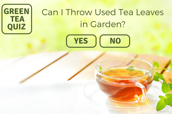 Can I throw used green tea leaves in my garden?