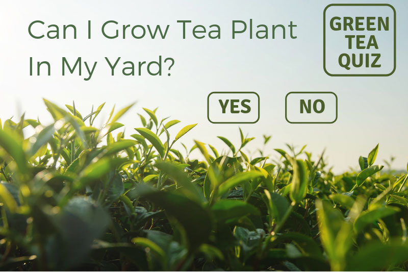Can I Grow Tea Plant In My Yard?