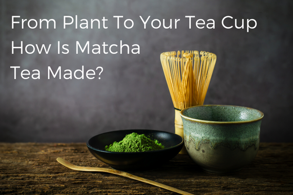 From Plant To Your  Tea Cup How Is Matcha Tea Made?