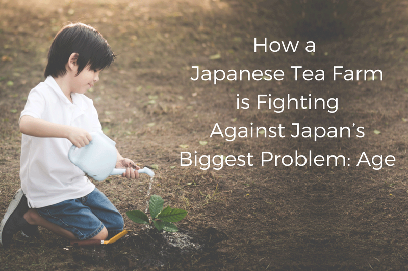 How A Japanese Tea Farm is Fighting Against Japan’s Biggest Problem – Age
