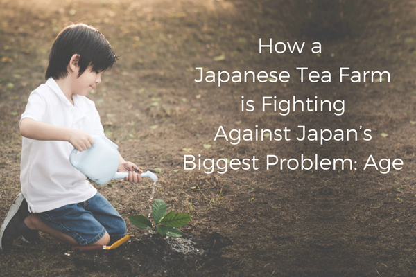 How A Japanese Tea Farm is Fighting Against Japan’s Biggest Problem – Age