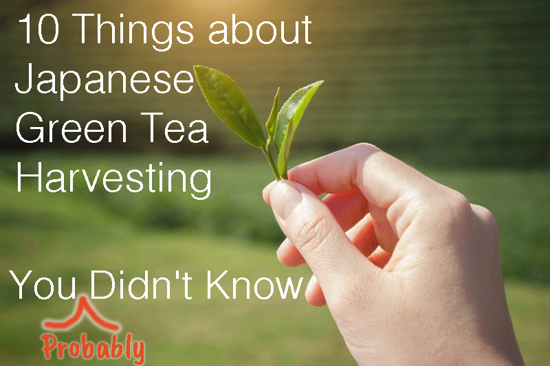 10 Things about Japanese Green Tea Harvesting You Didn't Know