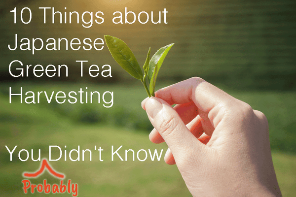 10 Things about Japanese Green Tea Harvesting You Didn't Know