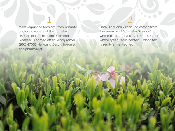 Book - Green Tea Mania : 250+ Green Tea Facts, Cooking and Brewing Tips & Trivia You (Probably) Didn't Know